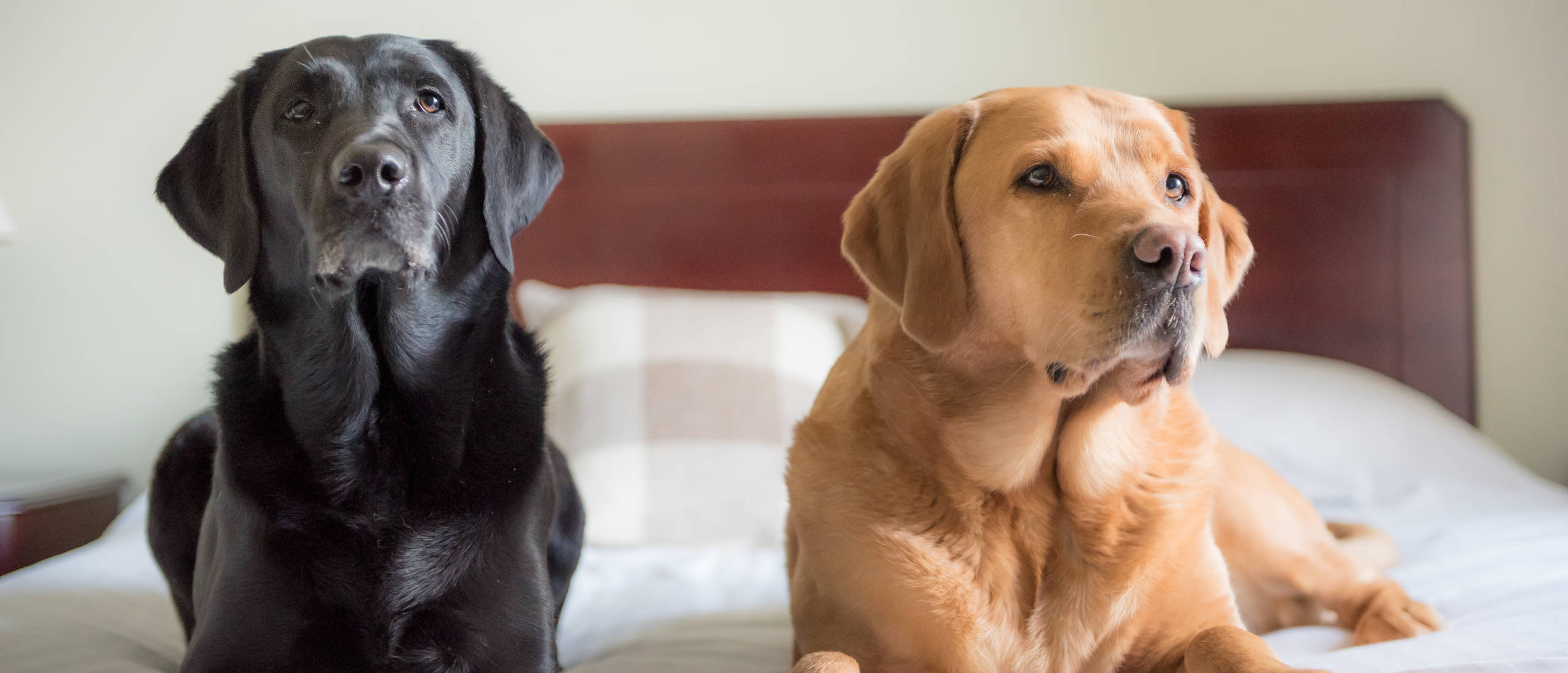 DogFriendly Hotel Offer, Wick in Scotland Mackays Hotel