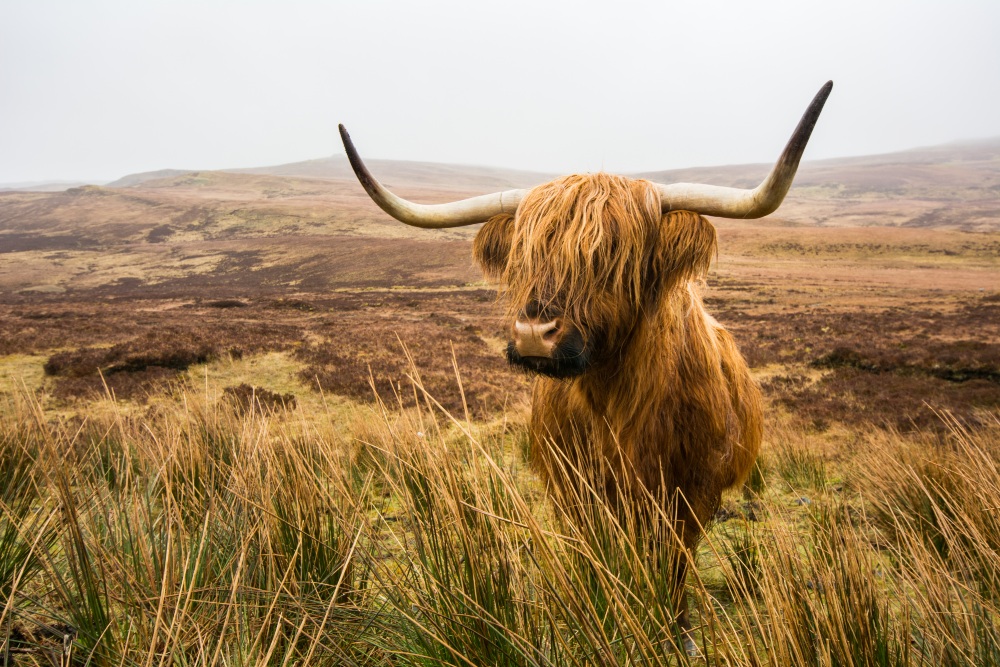 Best photo of Highland Cow in the Scotland countryside