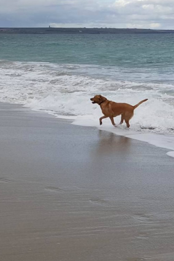 Dog on the beack in Wick, Scotland