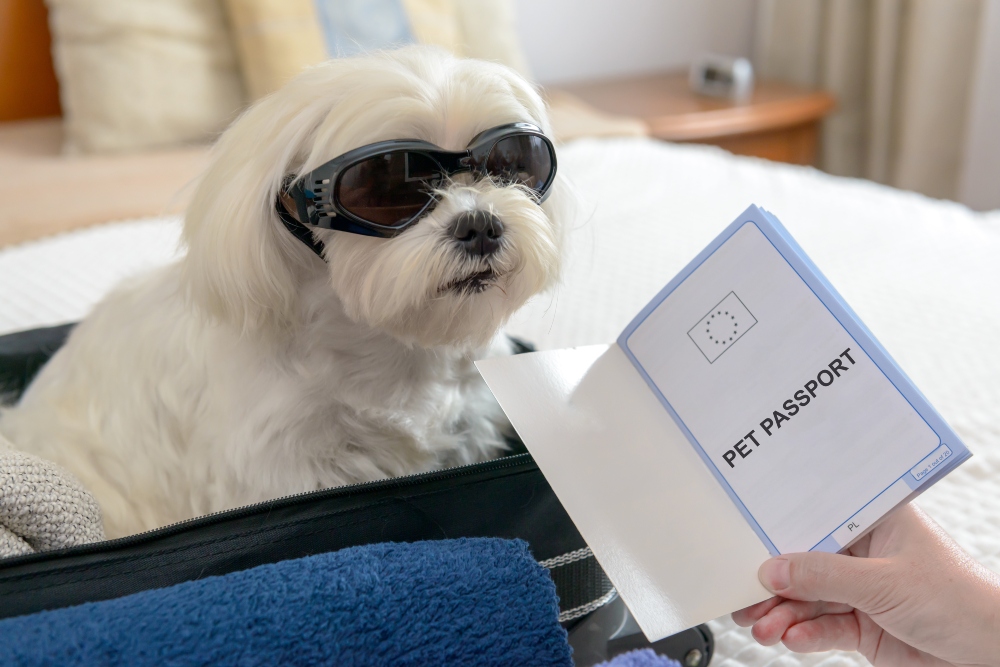 Dog ready for holiday with pet passport