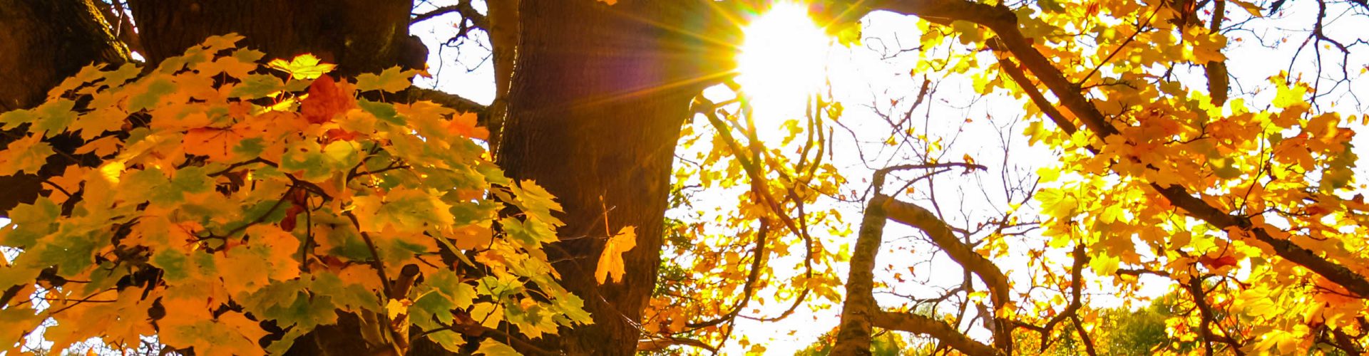 Sunlight through the trees in autumn, Scotland