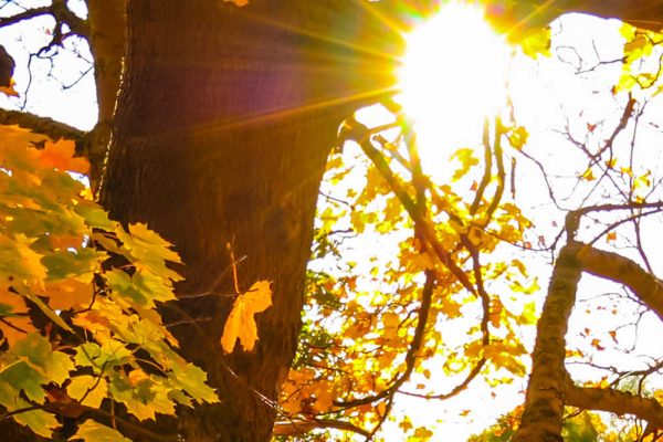 Sunlight through the trees in autumn, Scotland