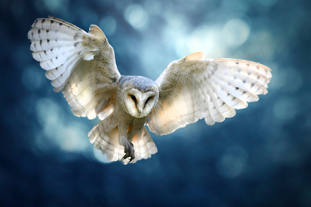 A hunting barn owl in flight