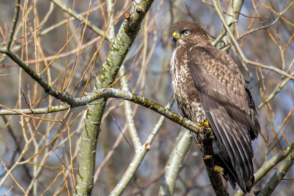 A buzzard waiting in the trees for prey