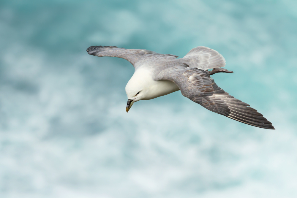 Fulmar seabird in flight, Scotland