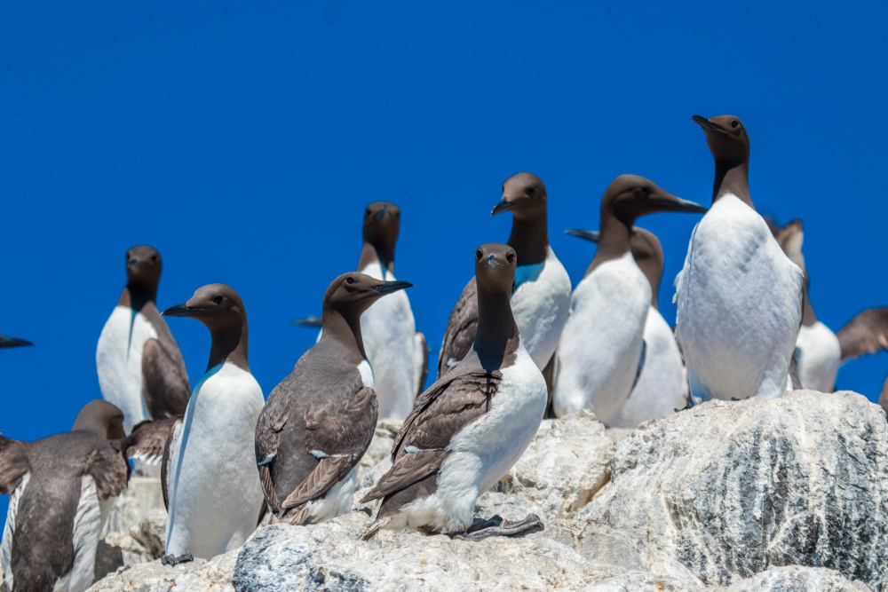 Guillemots on the cliffs in Scotland