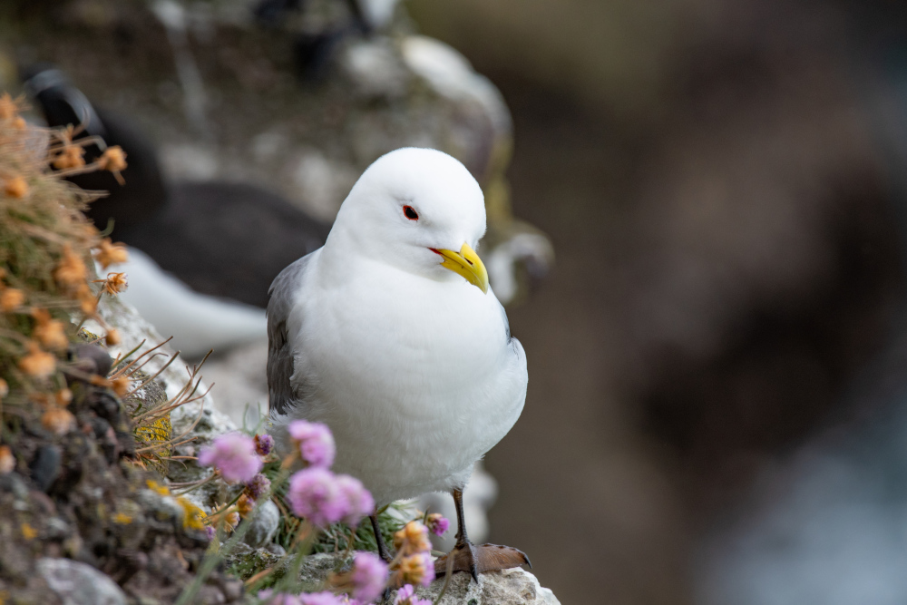 Kittiwake in Scotland