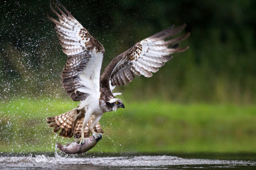 Osprey swooping to catch a fish