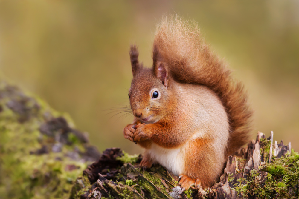 A red squirrel eating nuts in the forest, Scotland