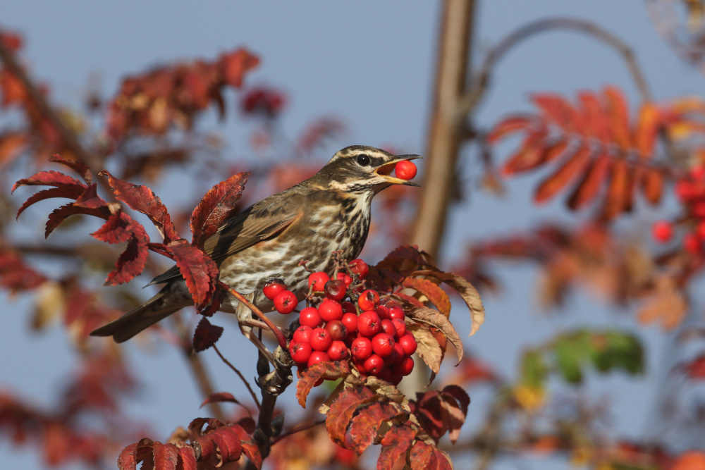 Redwing feeding on Rowan berries in the Scottish Highlands