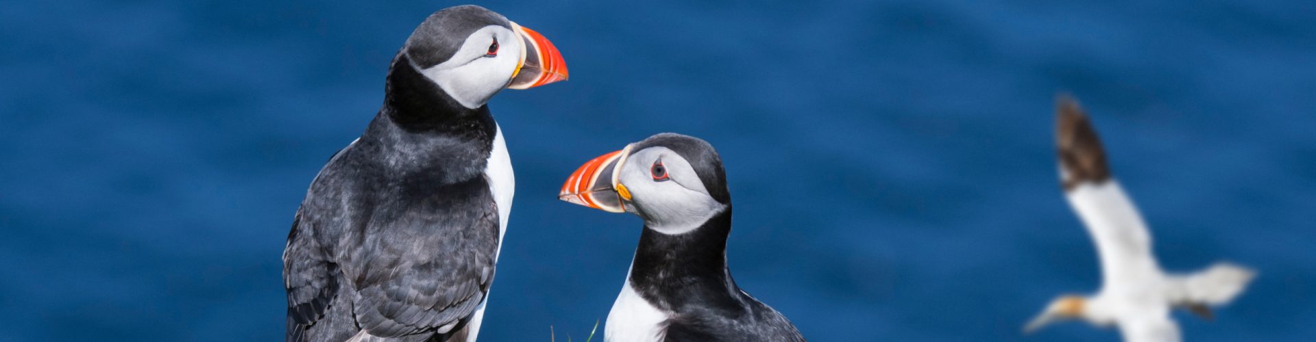 Sea birds on the Scottish coast