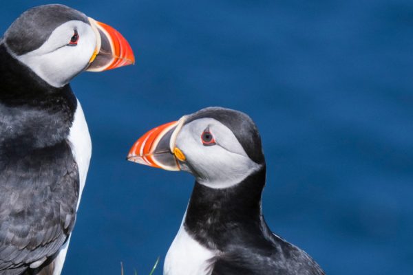 Sea birds on the Scottish coast