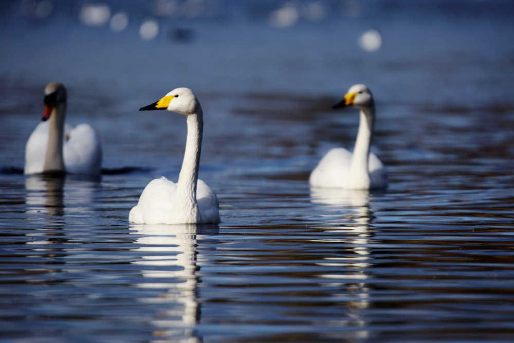 Whooper swans on the water