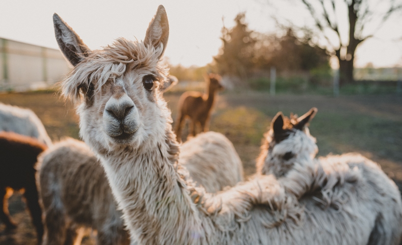 Group of alpacas looking at the camera
