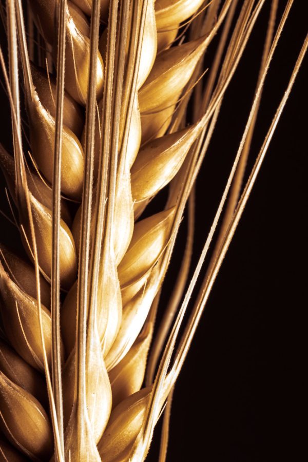 Close up of barley, key ingredient in whisky and beer making