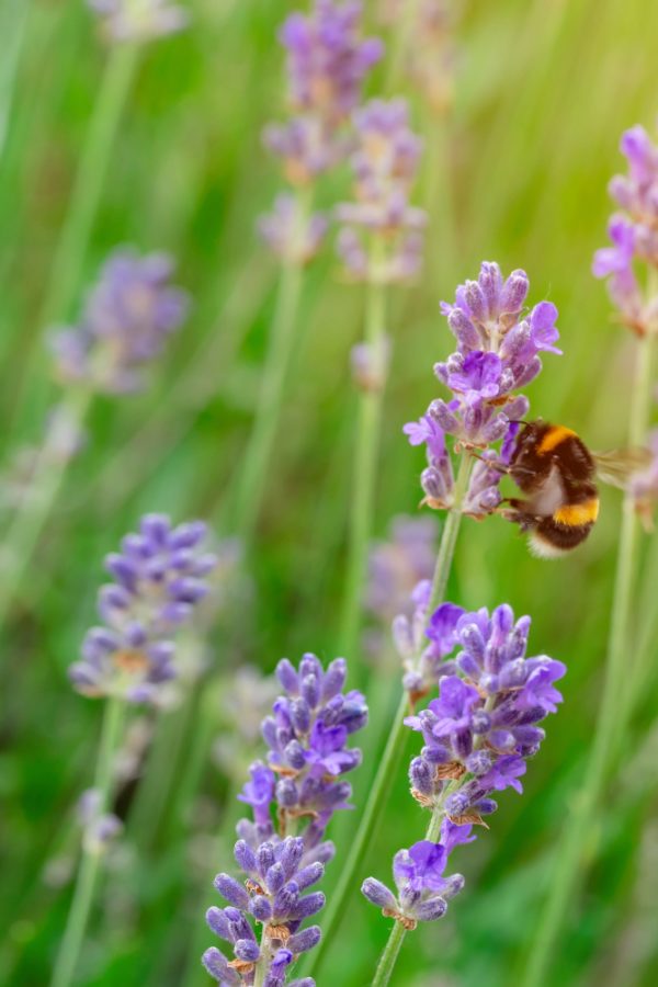 Bee on lavender in the summer