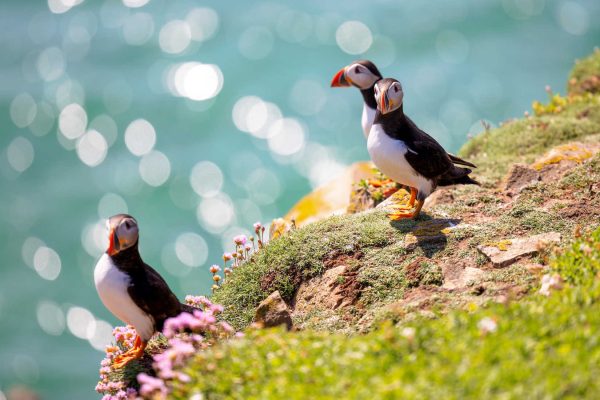 Atlantic puffins on the clifftops in summer