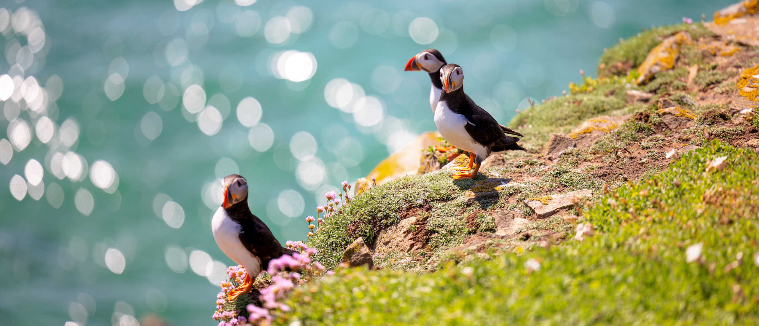 Atlantic puffins on the clifftops in summer