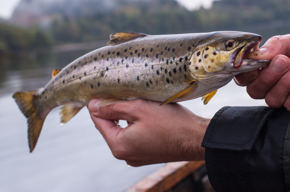 Freshly caught brown trout with lake in the background.