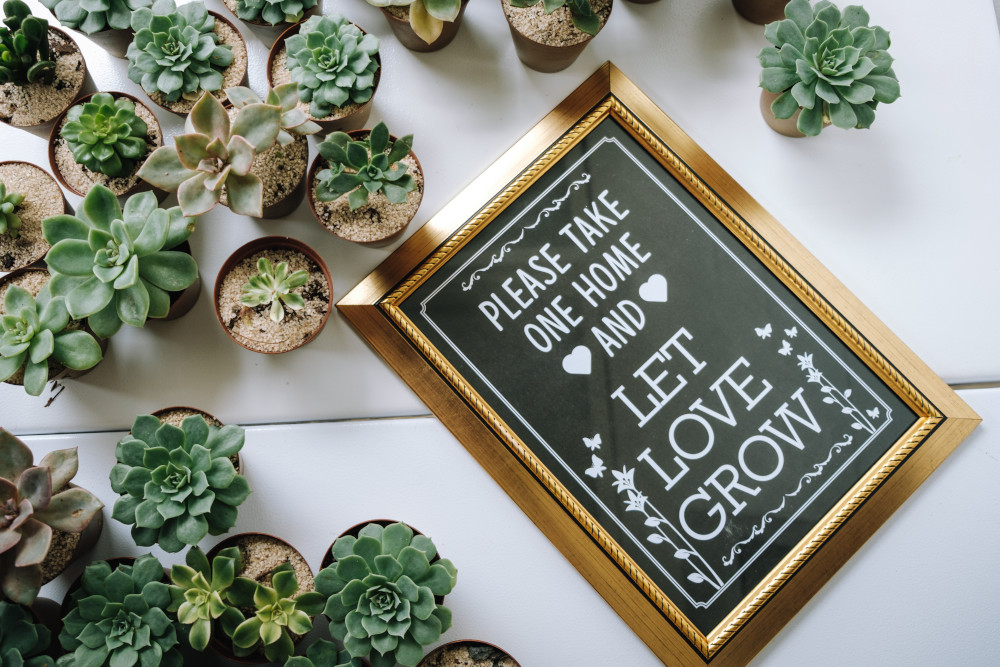Small plants and a Let Love Grow sign