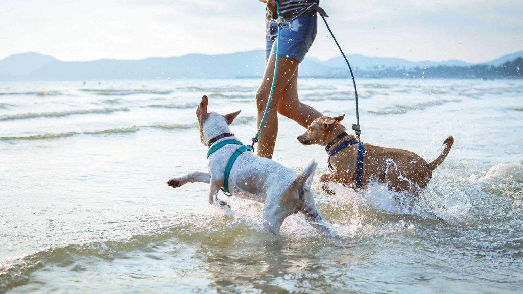 Dogs-Splashing-in-Sea